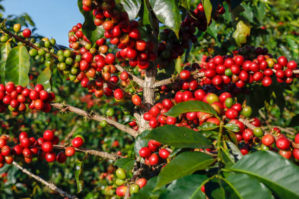 istock Coffee been on tree in cafe plantation 1068729454