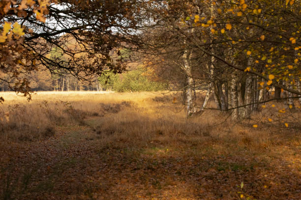 istock Landscape in Autumn, Netherlands 1068729458