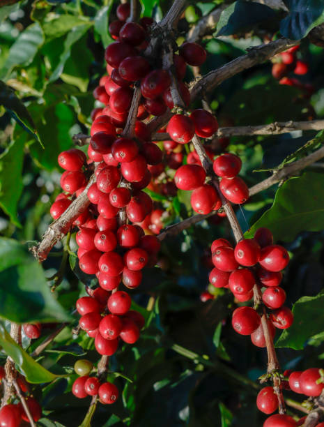 istock Coffee been on tree in cafe plantation 1068730486
