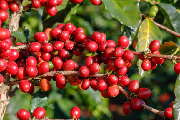 istock Coffee been on tree in cafe plantation 1068731542