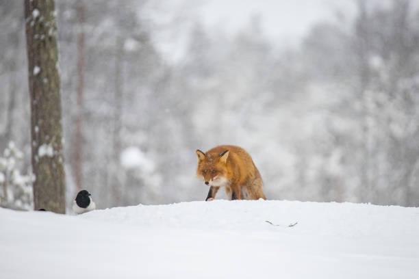 istock Red Fox in the Snow, Vulpes vulpes 1068731558