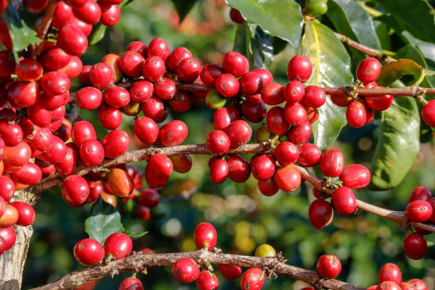 istock Coffee been on tree in cafe plantation 1068732376