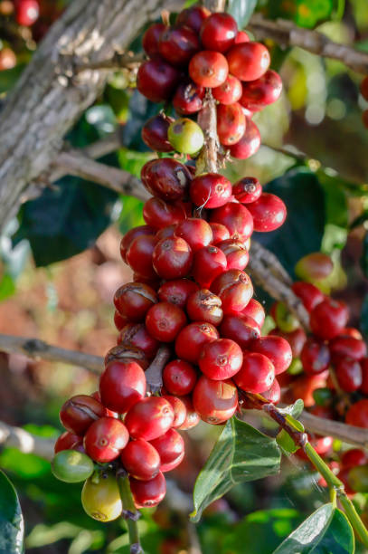 istock Coffee been on tree in cafe plantation 1068732726