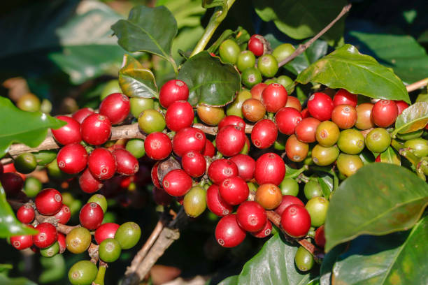 istock Coffee been on tree in cafe plantation 1068732778