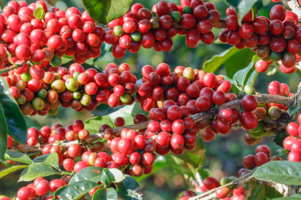 istock Coffee been on tree in cafe plantation 1068732820
