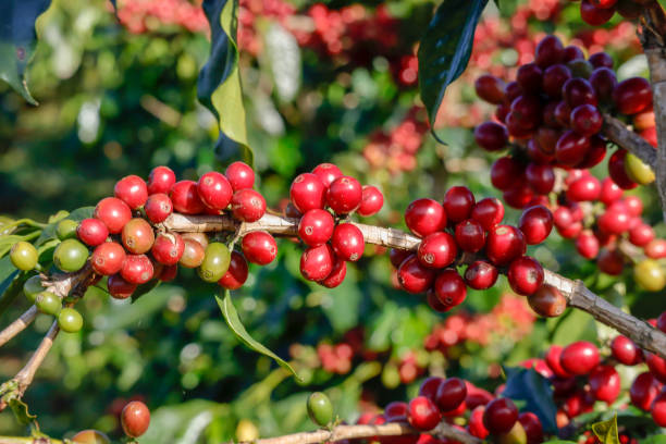 istock Coffee been on tree in cafe plantation 1068732892