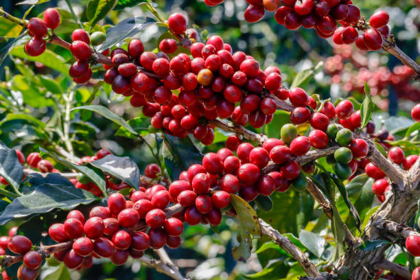 istock Coffee been on tree in cafe plantation 1068732914