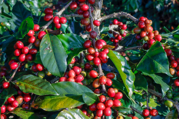 istock Coffee been on tree in cafe plantation 1068732934