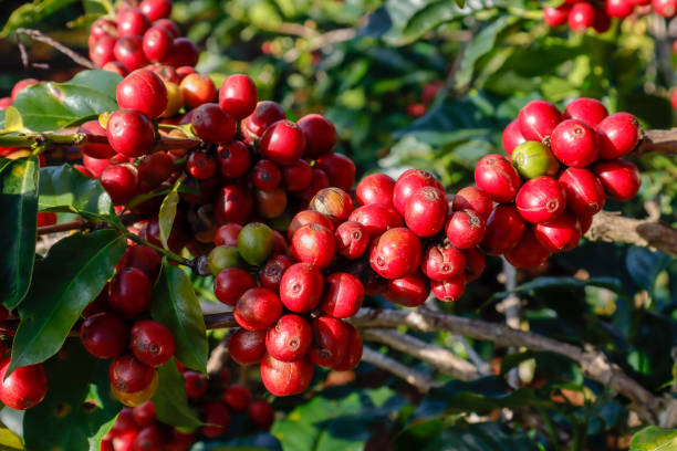 istock Coffee been on tree in cafe plantation 1068732944