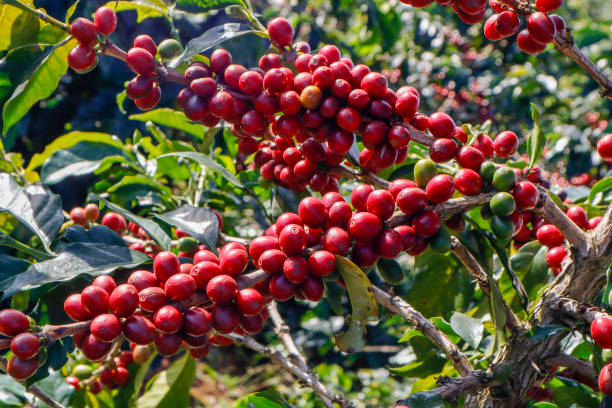 istock Coffee been on tree in cafe plantation 1068732950