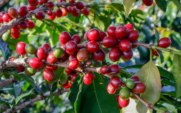 istock Coffee been on tree in cafe plantation 1068732970