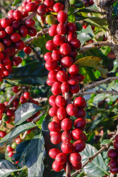 istock Coffee been on tree in cafe plantation 1068732986