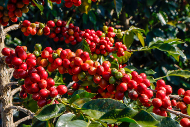 istock Coffee been on tree in cafe plantation 1068733034