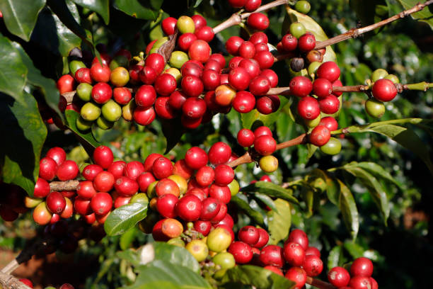 istock Coffee been on tree in cafe plantation 1068733054