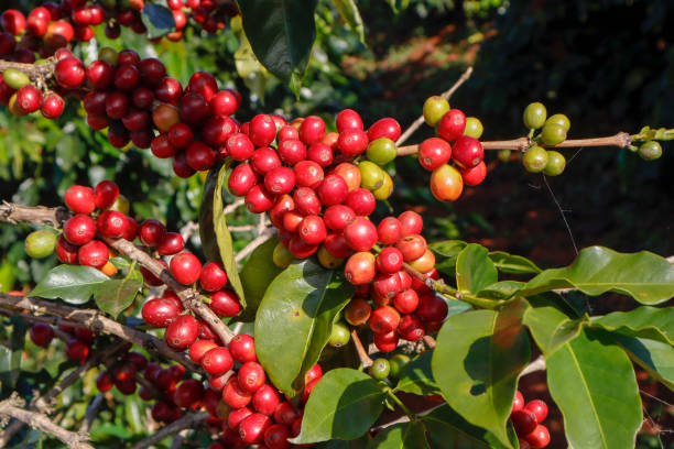 istock Coffee been on tree in cafe plantation 1068733058