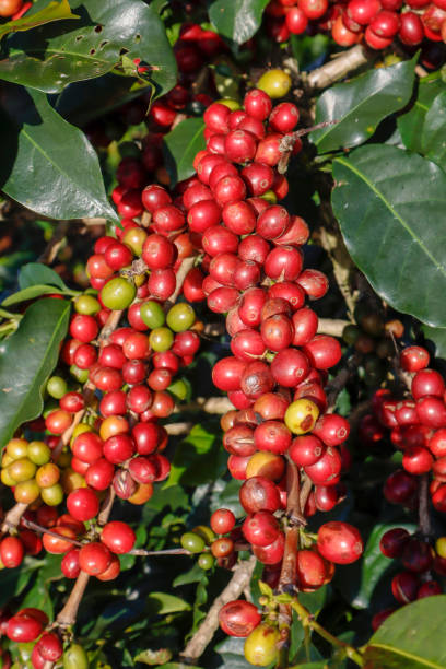 istock Coffee been on tree in cafe plantation 1068733166