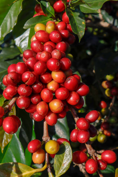 istock Coffee been on tree in cafe plantation 1068733174