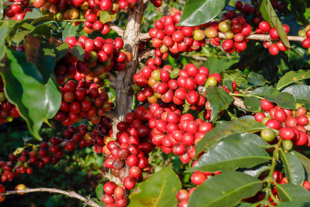 istock Coffee been on tree in cafe plantation 1068733206