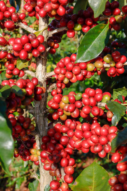 istock Coffee been on tree in cafe plantation 1068733210