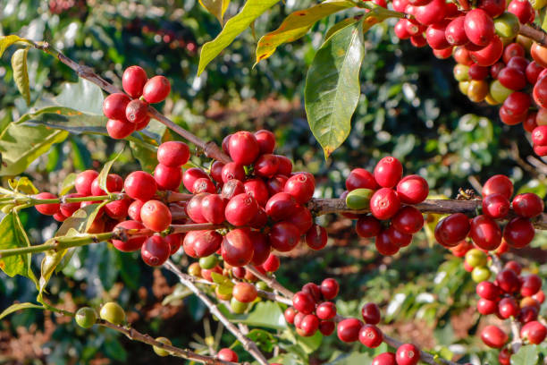 istock Coffee been on tree in cafe plantation 1068733236