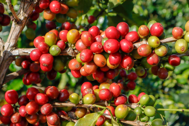 istock Coffee been on tree in cafe plantation 1068733248