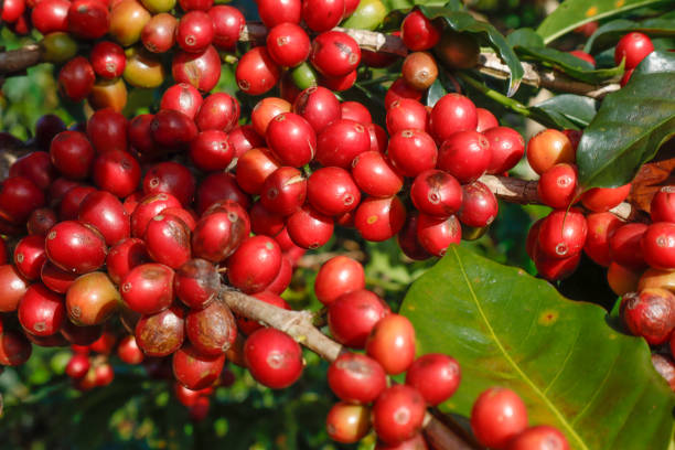 istock Coffee been on tree in cafe plantation 1068733288