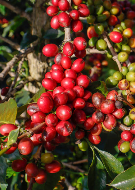 istock Coffee been on tree in cafe plantation 1068733338