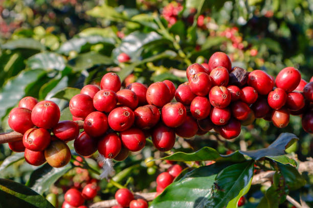 istock Coffee been on tree in cafe plantation 1068733374