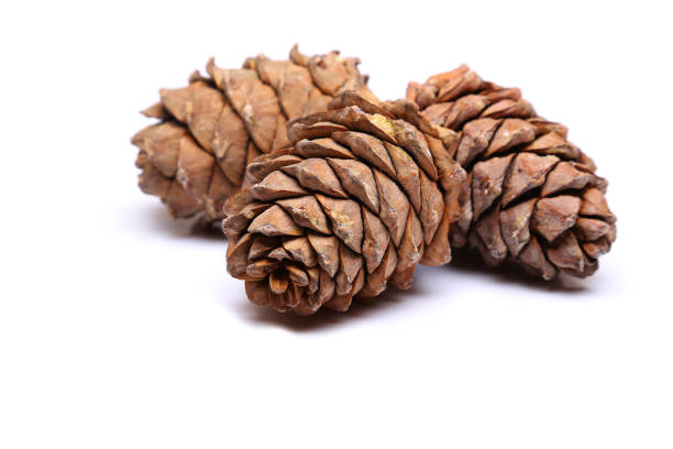 白い背景に分離された 3 つの杉コーン - brown pine cone seed plant ストックフォトと画像