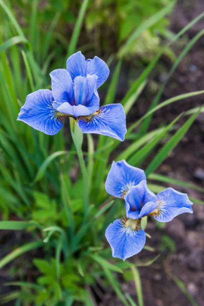 istock Blue iris on a background of green grass 1068745446