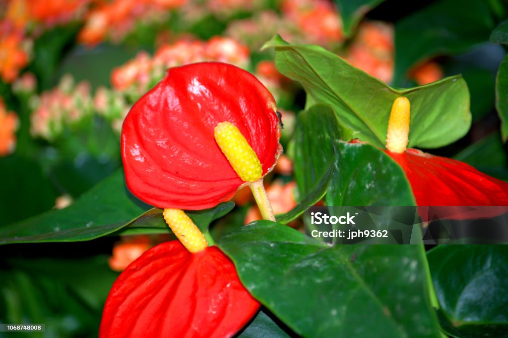 Foto de Lírio Da Paz Vermelho e mais fotos de stock de Angiospermae -  Angiospermae, Beleza natural - Natureza, Flor - iStock