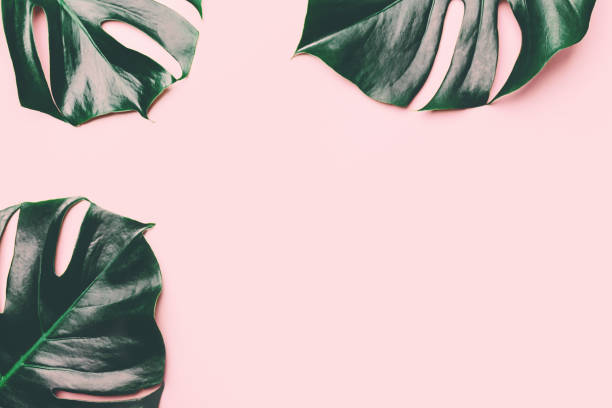 istock Monstera green leaff on pink 1068750508