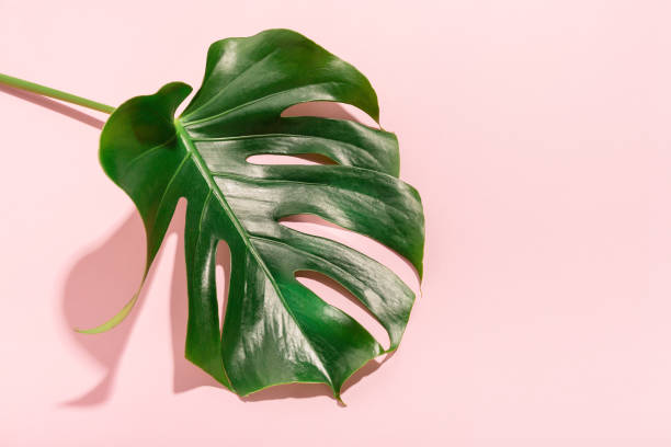 istock Monstera green leaff on pink 1068750660