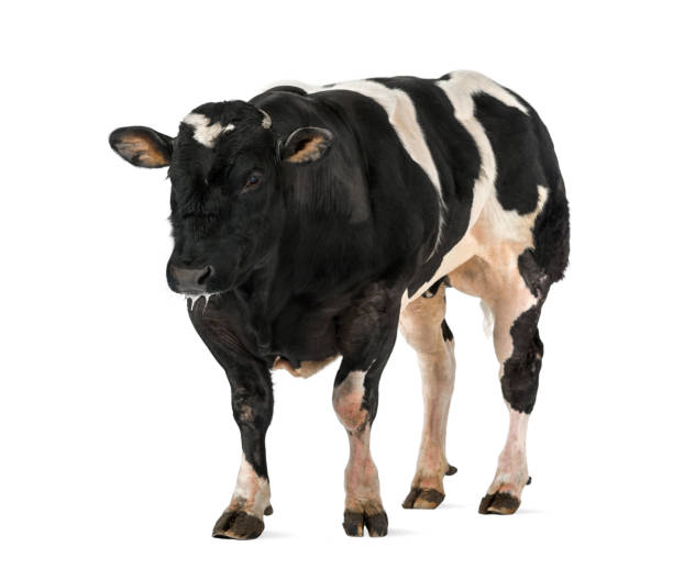 istock Belgian blue bull (16 months old),  isolated on white 1068750970