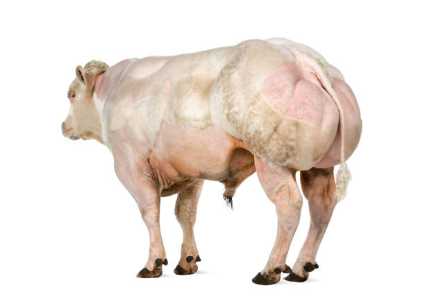 Black and white cow with a large udder isolated on white background. Spotted funny cow full length isolated on white. Farm animals