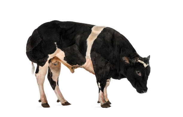 istock Belgian blue bull (16 months old),  isolated on white 1068750994