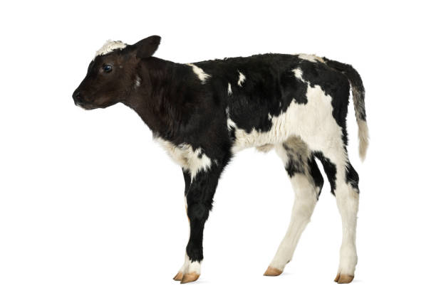istock Belgian blue calf isolated on white 1068752230