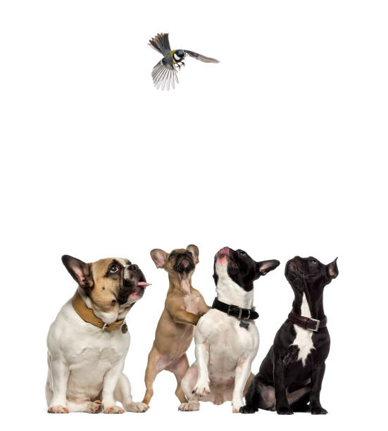 istock French Bulldogs looking with envy at a bird flying 1068752262