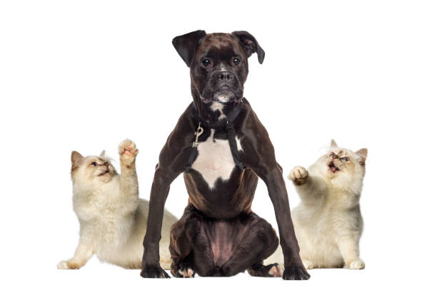 istock Cats pawing at a Boxer 1068752288