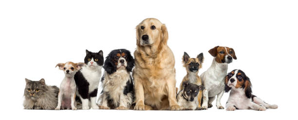 istock Group of Dogs and a cat 1068752290