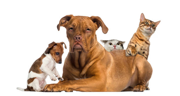 istock Cats and puppy playing and hiding behind a Dogue de Bordeaux 1068752356