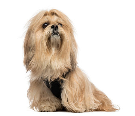 Lhasa apso sitting