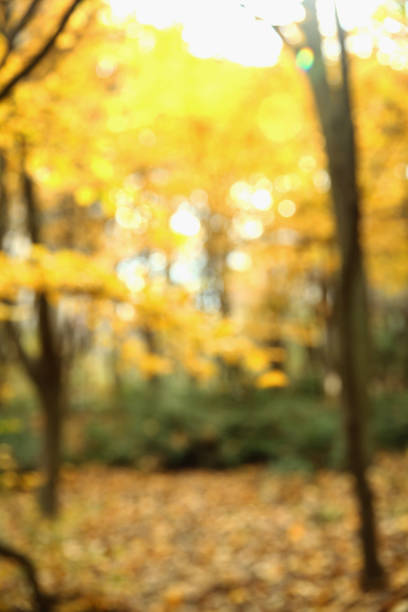 istock Autumn texture and background in the woods 1068752530