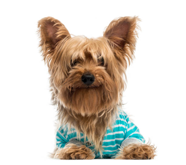 istock happy Yorkshire Terrier wearing a striped bleu shirt (2 years old) 1068752564