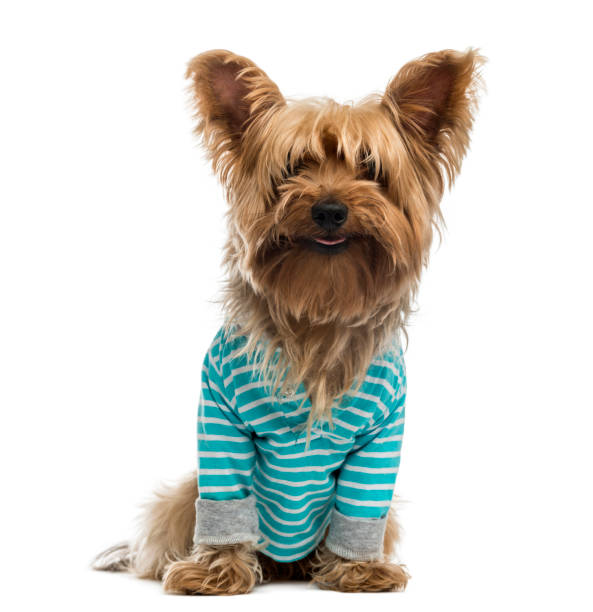 istock Yorkshire Terrier wearing a striped bleu shirt (2 years old) 1068752570