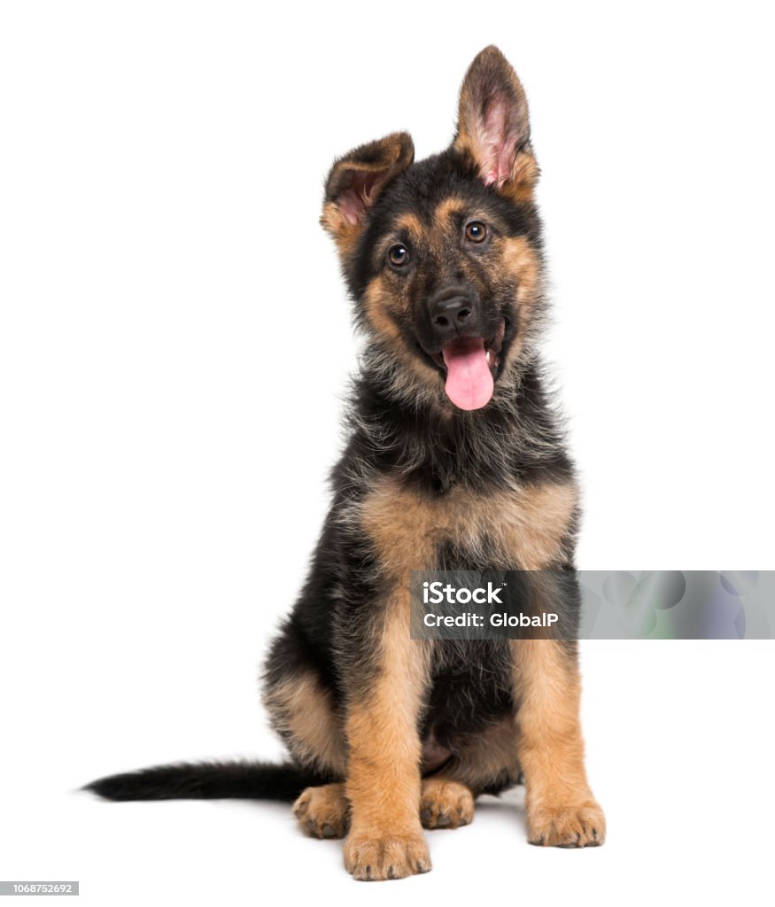 German Shepherd Dog puppy (3 months old) Puppy Stock Photo