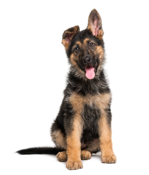 german shepherd dog puppy (3 months old) - german shepherd imagens e fotografias de stock