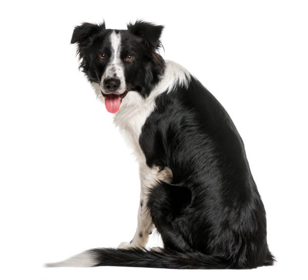 istock back view of a black and white Border Collie looking at he camera 1068752706