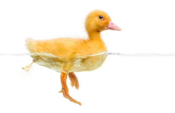 istock Duckling (7 days old) swimming and pooping, isolated on white 1068752760