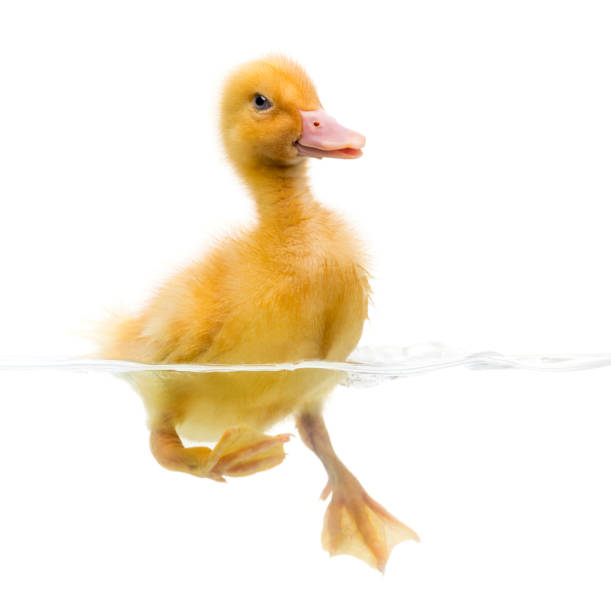 istock Duckling (7 days old) swimming, isolated on white 1068752774